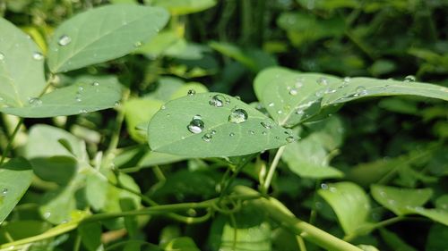 Close-up of raindrops on leaves