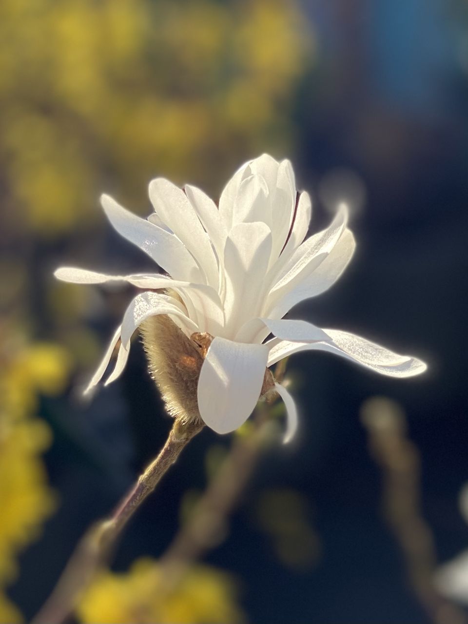 flower, flowering plant, plant, beauty in nature, freshness, blossom, close-up, yellow, fragility, nature, petal, macro photography, growth, flower head, leaf, focus on foreground, white, inflorescence, no people, sunlight, outdoors, springtime, wildflower, selective focus, botany, day, pollen, plant stem