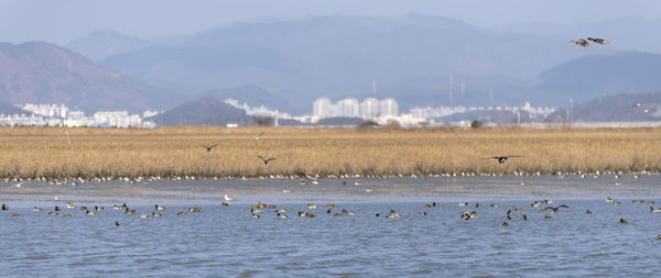 Flock of birds flying over land