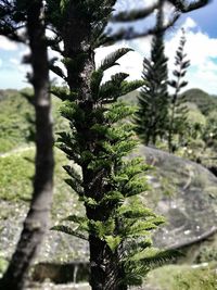 Close-up of tree branch during winter