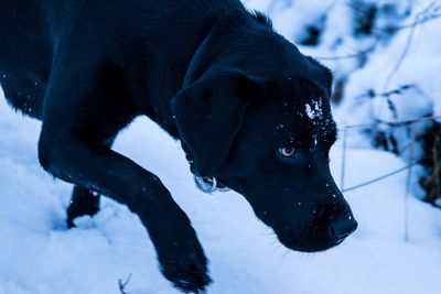 Black dog on snow covered land