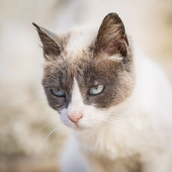 Close-up portrait of a grumpy cat