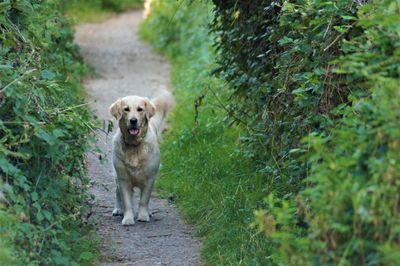 Portrait of dog running on footpath