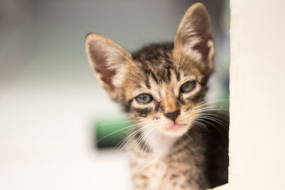 Close-up portrait of tabby cat