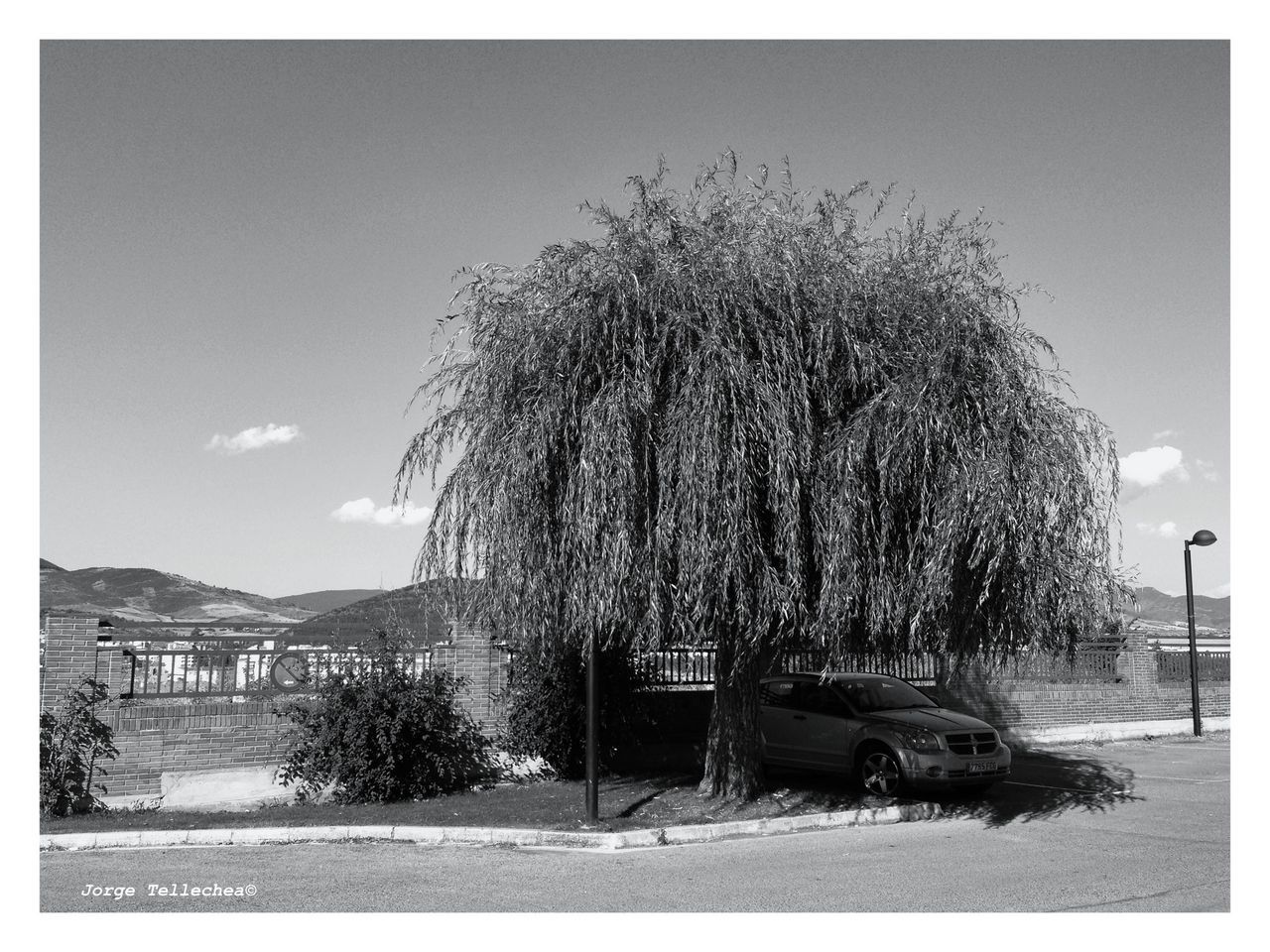 transfer print, auto post production filter, tree, sky, tranquility, tranquil scene, nature, water, beach, clear sky, bare tree, scenics, sea, beauty in nature, sand, branch, outdoors, shore, day, growth