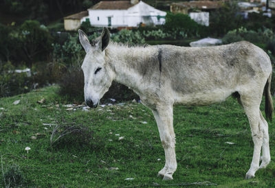 Close-up of a donkey standing full length in the field with houses in the background