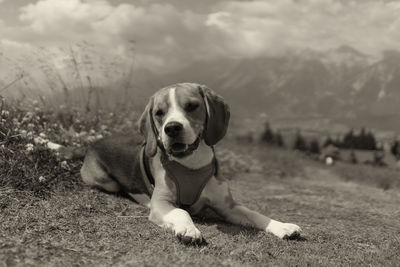 Portrait of dog relaxing on field