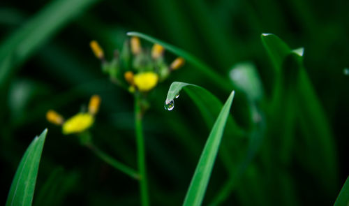 Close-up of water drops on flowering plant