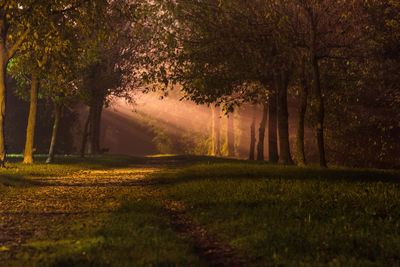 Fog and mist in the woods with sun rays through the trees in the backlight