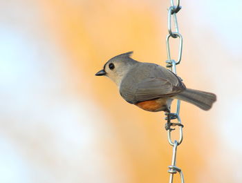 Close-up of bird perching on feeder