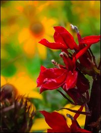 Close-up of red flowering plant