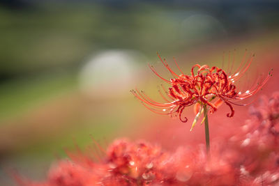 Close-up of  flower