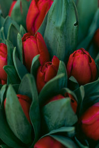 Full frame red tulips  for sale