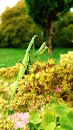 Close-up of insect on plant