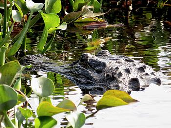 High angle view of duck swimming in lake