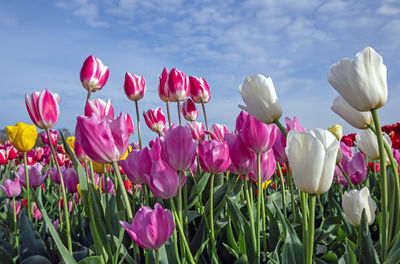 Close-up of purple crocus flowers