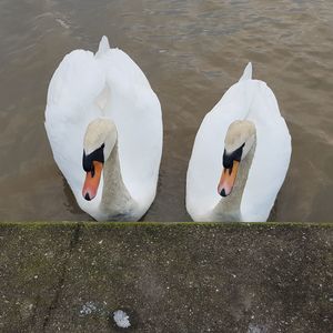 Swan floating on lake