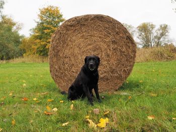 Black dog standing on grassy field