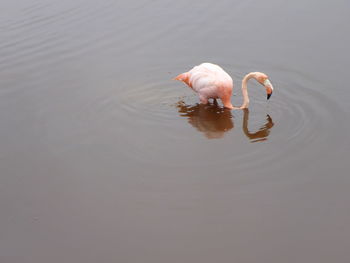 High angle view of flamingo in lake