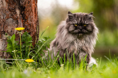 Cat looking away on field