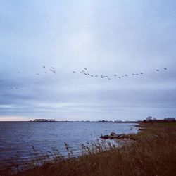 Birds flying over sea against sky