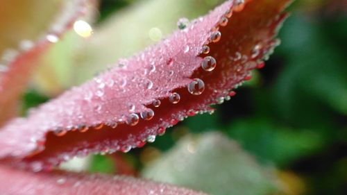 Close-up of wet red leaf