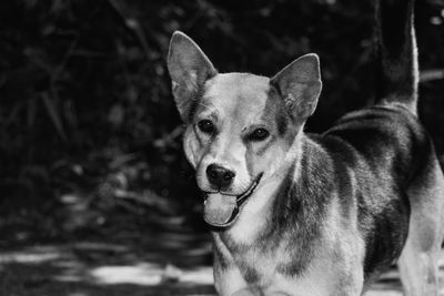 Close-up portrait of dog sticking out tongue on land