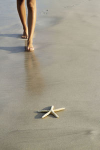 Low section of woman standing by starfish at shore