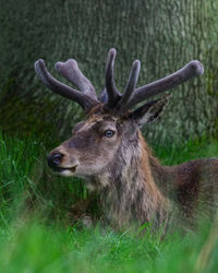 Portrait of deer in a forest