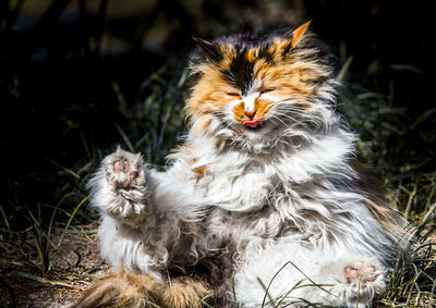 Close-up of cat sitting outdoors