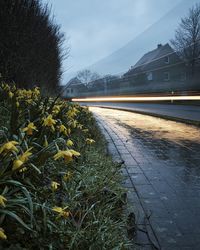 Road amidst trees and houses against sky during winter