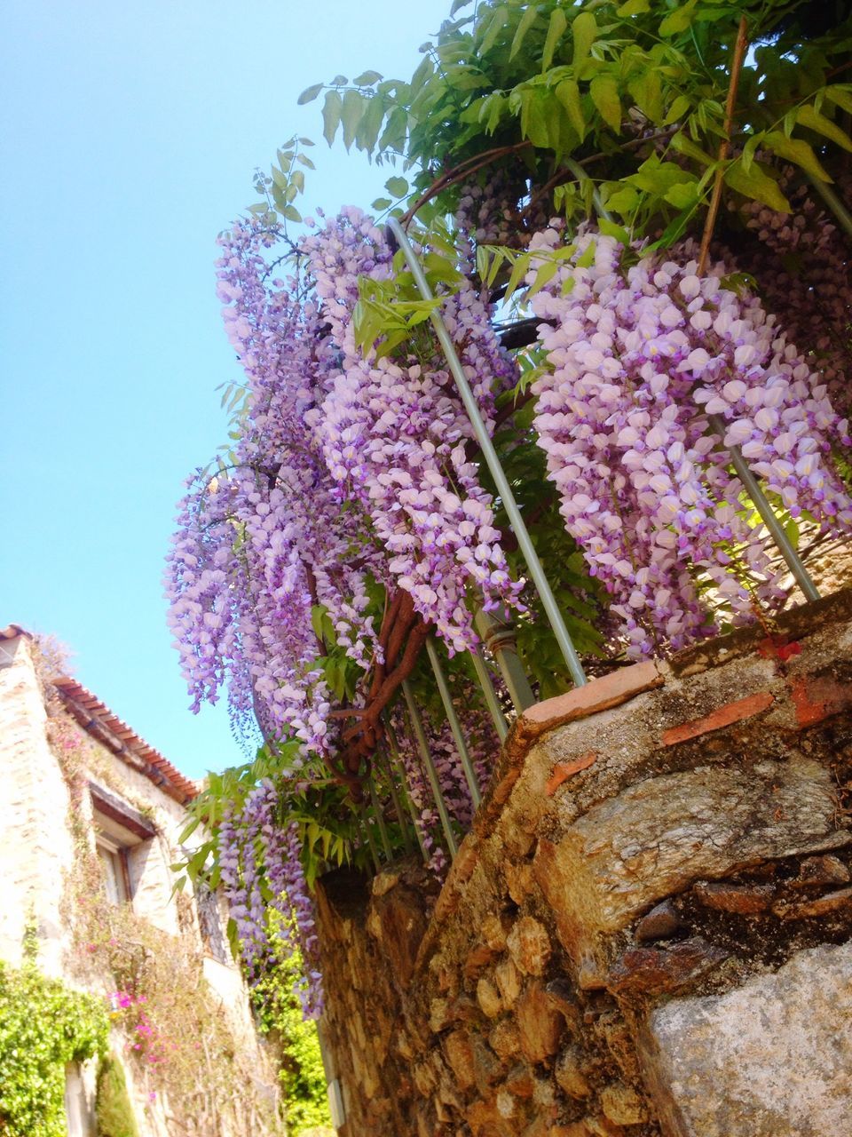 flower, growth, freshness, fragility, plant, building exterior, blooming, built structure, beauty in nature, nature, purple, tree, architecture, petal, low angle view, in bloom, blossom, clear sky, pink color, sunlight