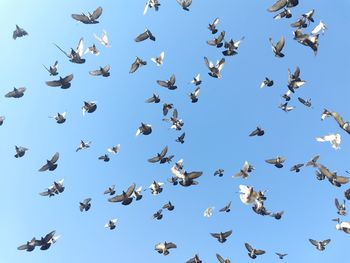 Low angle view of pigeons flying