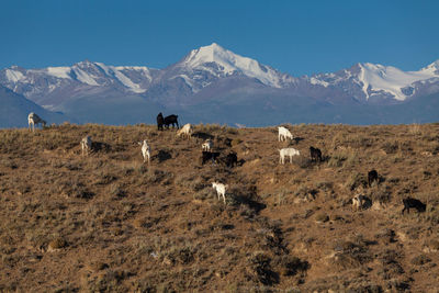 Goats grazing on field against snowcapped mountains