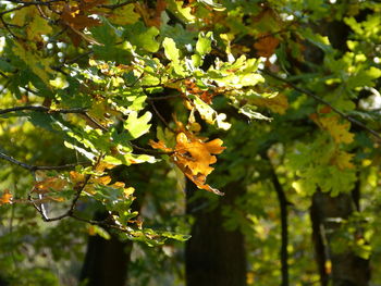 Low angle view of maple leaves on tree