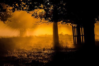 Silhouette of trees at sunset