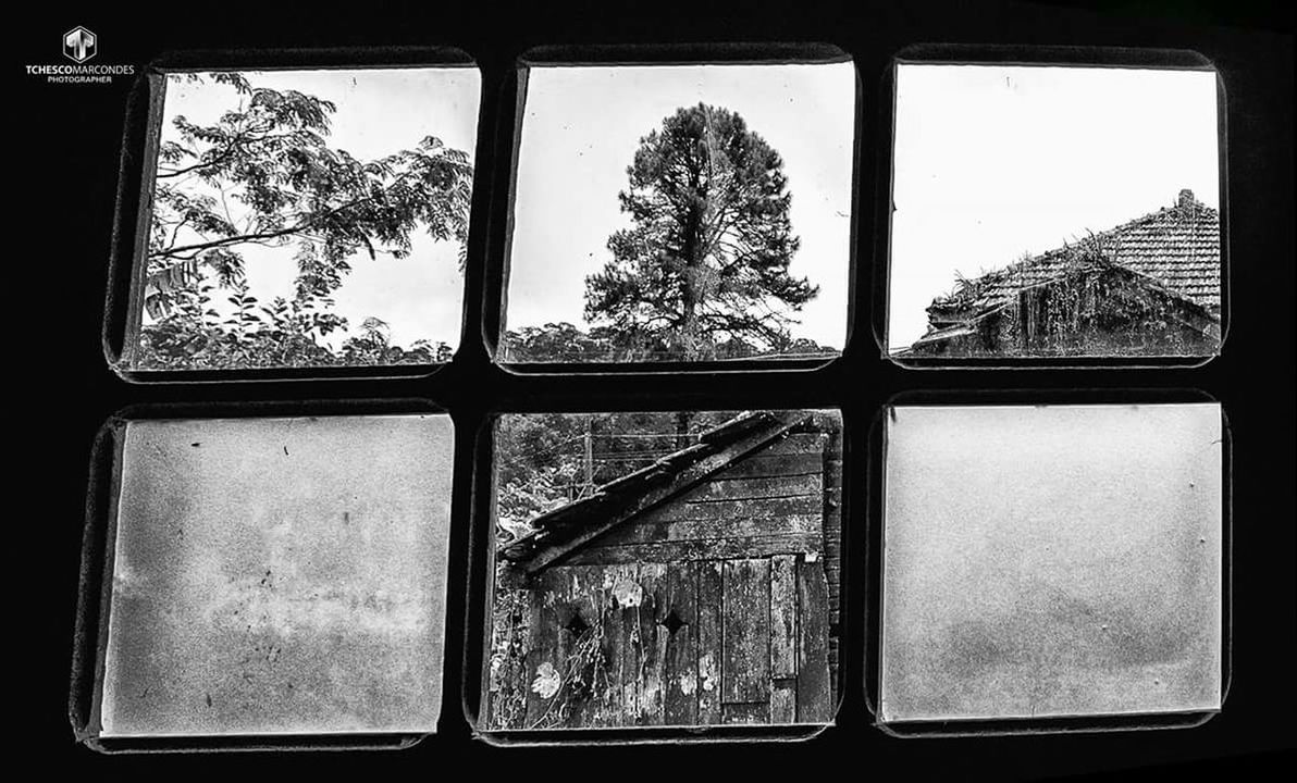 window, no people, tree, indoors, day, nature, close-up