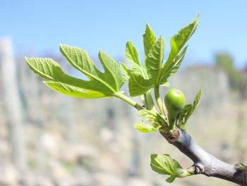 Close-up of leaves