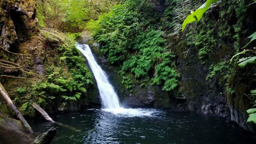 Scenic view of waterfall in forest