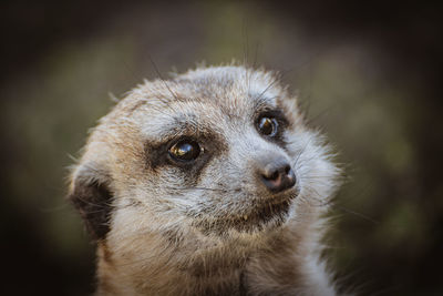 Close-up of an animal looking away