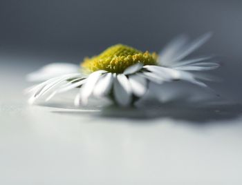 Close-up of white flower against black background
