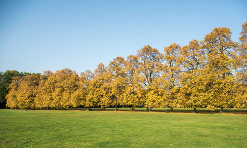 Trees on field against clear sky during autumn