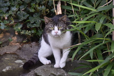 Portrait of cat sitting by plants