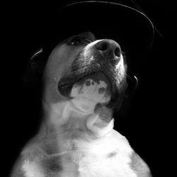 Close-up of dog against black background