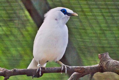 Close-up of bird perching on tree