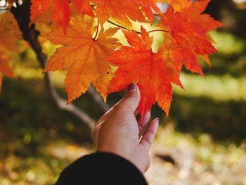 Close-up of maple leaves during autumn