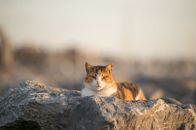 Close-up portrait of cat