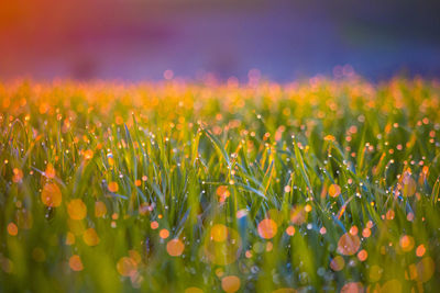 Beautiful fresh spring grass growing in the meadow during sunrise.