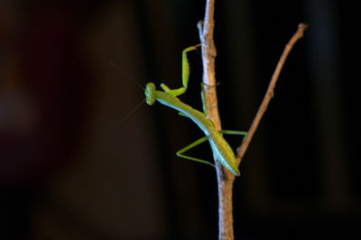 Close-up of praying mantis on branch