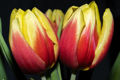 Close-up of red tulip against black background